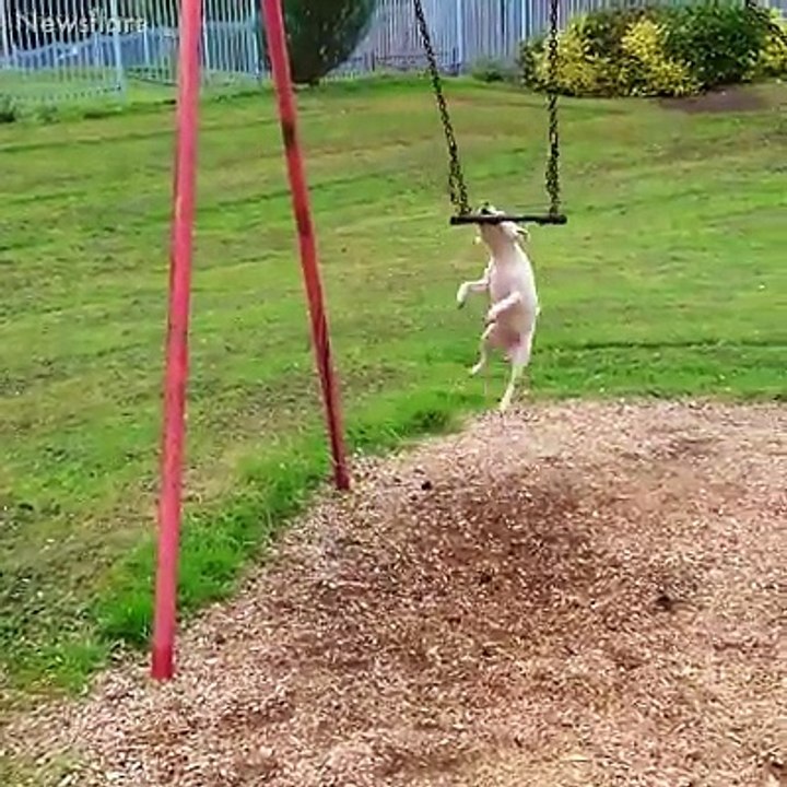 This is why I need a dog ❤️