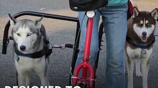 This scooter is powered... by pups 