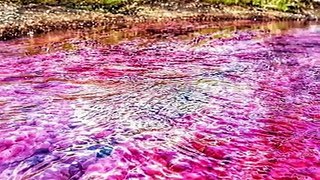 This river in Colombia turns into the perfect rainbow 