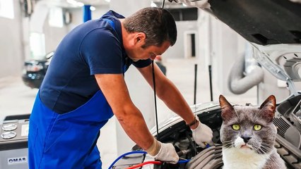 Приколы с котами – СМЕШНАЯ ОЗВУЧКА ПРИКОЛОВ– Слепой капитан - DOMI SHOW