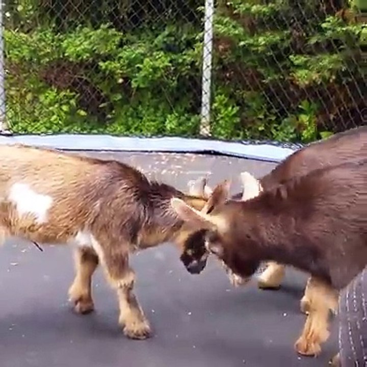 Big competition of animals but funny