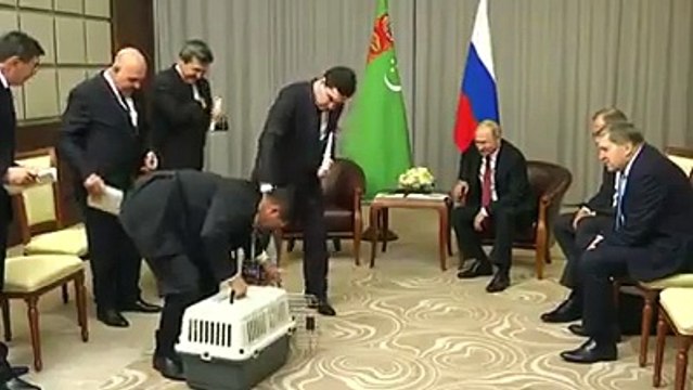 Hormatly Prezidendimiz Gurbanguly Berdimuhammedow Rossiyanyñ Prezidenti Vladimir Putine Türkmen Alabay itini sowgat etdi. Wepaly #Turkmenistan #Alabay #turkme