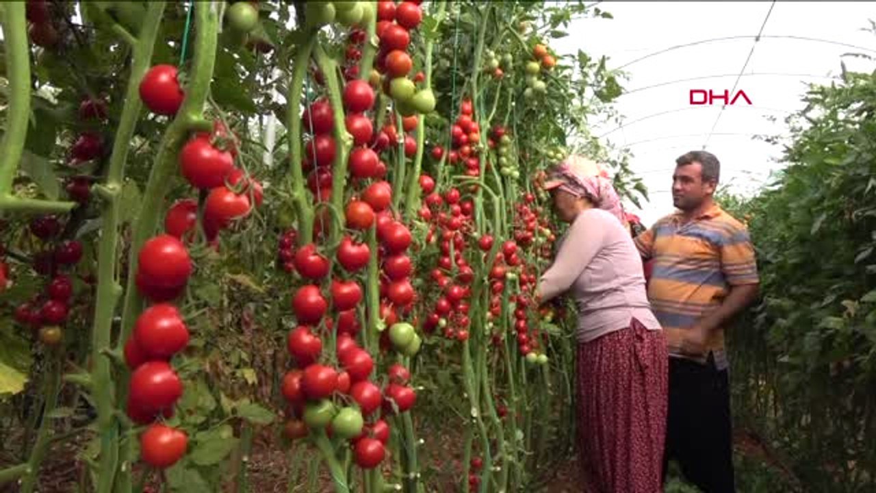Mersin 'Sofranın Kralı' Domates Tarlada 3, İstanbul'da 8 Lira