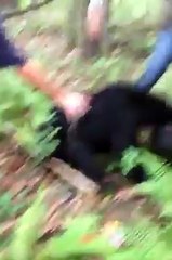 Kepala anak beruang tersangkut dalam tong. Hahaha