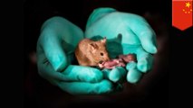 Indukan sesama jenis hasilkan tikus sehat untuk pertama kali  - TomoNews