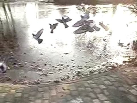 Ralenti de Vol de pigeons avec LG KU990 Viewty