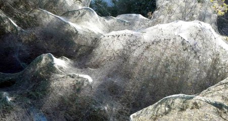 Yunanistan'da Vistonia Gölü, Devasa Örümcek Ağlarıyla Kaplandı