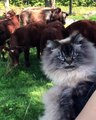 When Grumpy Kitten Reacts Herd Of Cows