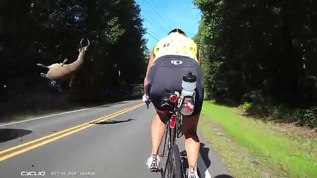 Quand un chevreuil traverse la route au plus mauvais moment