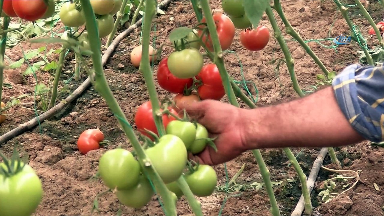 Türkiye'nin domates merkezi ilçesinden tüketiciye müjdeli haber