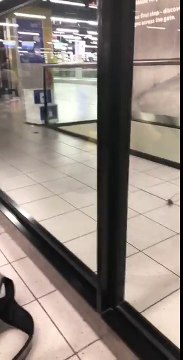 Mice chasing each other and fighting