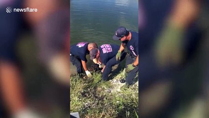 Firefighters rescue abandoned dog after the owners left it for dead