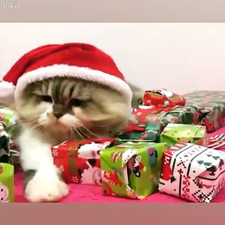 When you own a cat... 