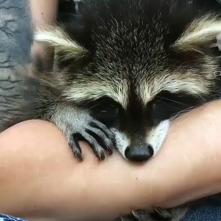 raccoons likes to play in the morning