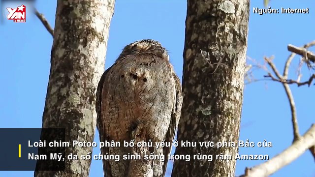 Khám phá loài chim Potoo - 'Thánh meme' có gương mặt hờn dỗi cả thế giới