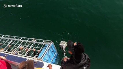 That was close! Seal narrowly escapes great white shark’s jaws