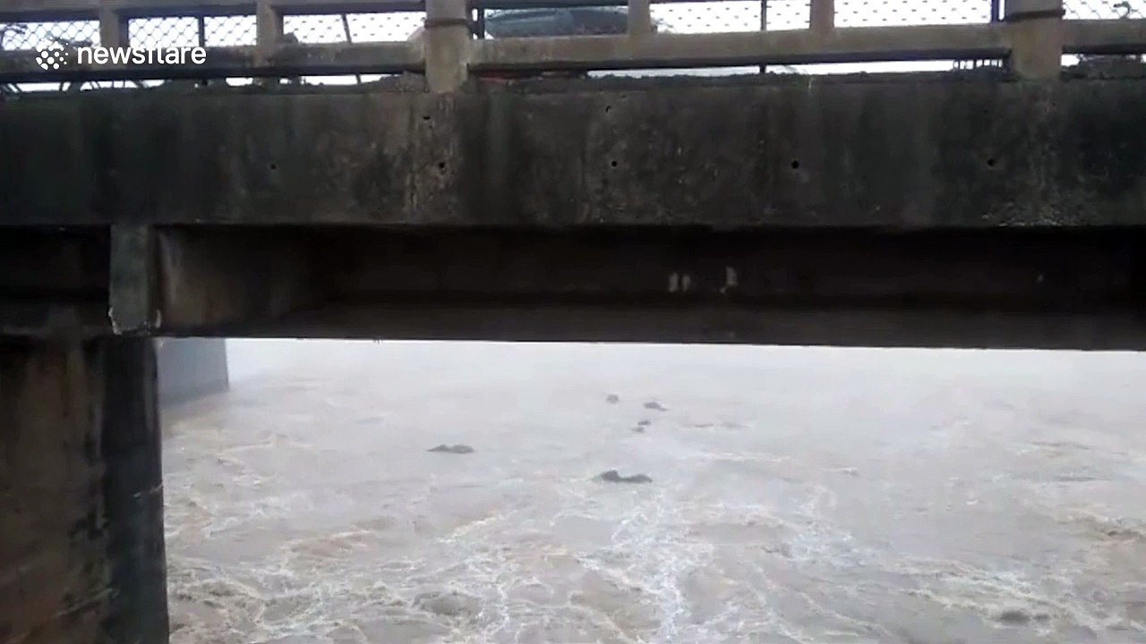 Five gritty elephants swim to escape watery grave in India