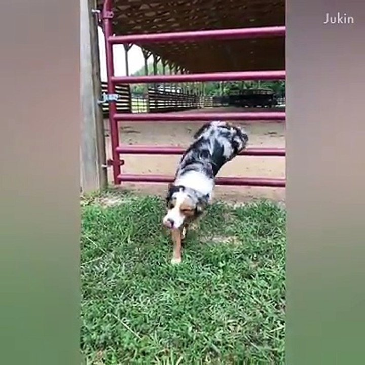 These dogs are awesome   