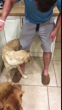 Dog chasing his tail around his owners leg