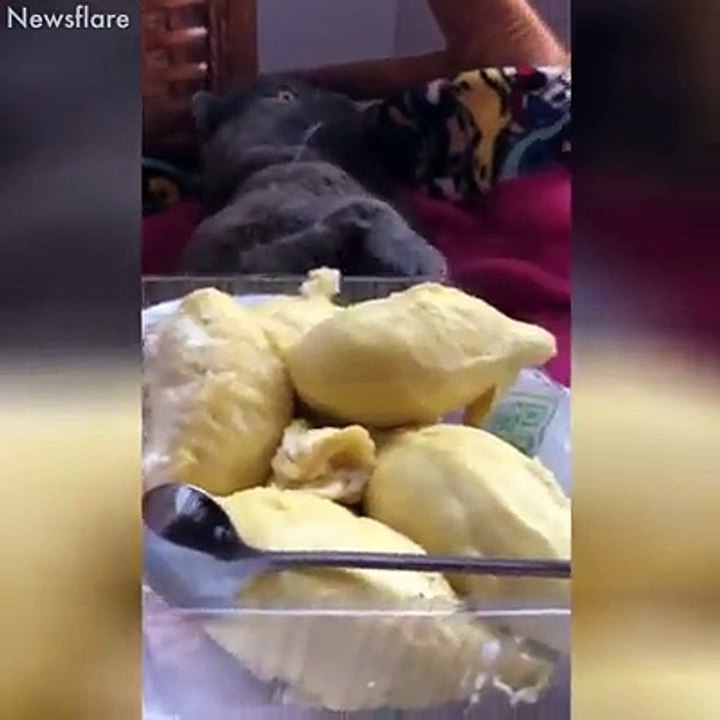 Cats are the funniest 