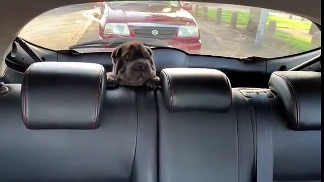 Shapei Puppies in the boot of the car