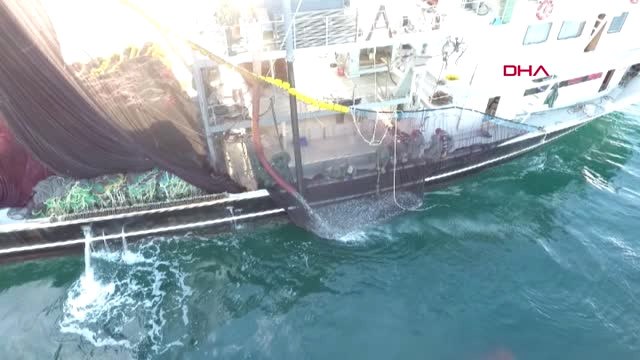 Sinop'ta Palamut Bolluğu; 4 Palamut 10 Lira