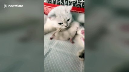 Protective cat prevents owner from taking kitten away
