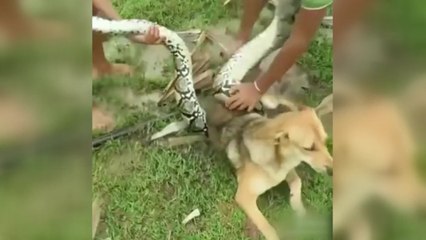 [영상] 반려견을 건 뱀과의 혈투..."절대 지지 않아" / YTN