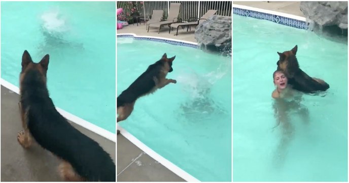 Pastor alemão salva jovem em apuros na piscina e encontra solução inteligente para o fazer