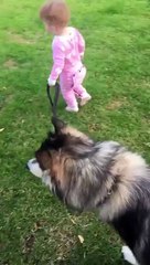 young girl takes a big dog for a walk but something catches dogs attention and it pulls her over