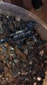 20181020 PANDINUS