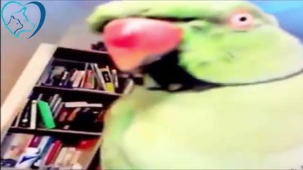Funny Parrots Talking Like human