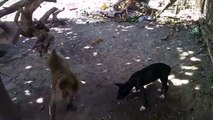 Funny Monkey annoying dog
