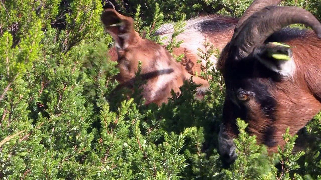 Ziegen-Feuerwehr in Portugal