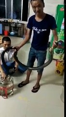 Ngâm Rắn Hổ Mang Chúa Vẫn Sống Và Cái Kết...