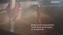 Global Warming Is Threatening a Beer Shortage