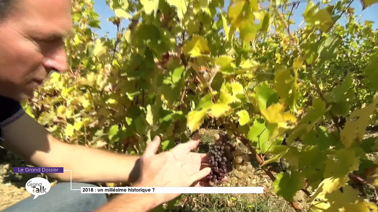 Le Grand Talk - 18/10/2018 Partie 2 - Le Grand Dossier - 2018 : un millésime historique ?