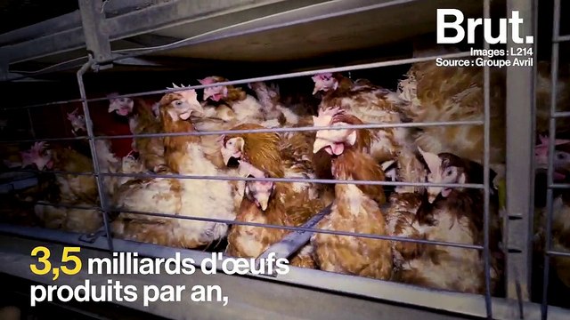 L214 dévoile une vidéo choc sur l’élevage intensif des poules