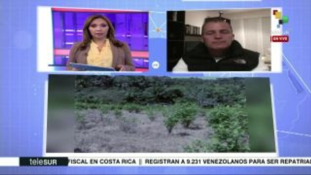 Cañizares: Gob. usará la fuerza para erradicar cultivos ilícitos