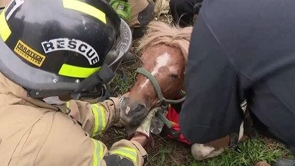 Watch: Small pony rescued after getting stuck in drain