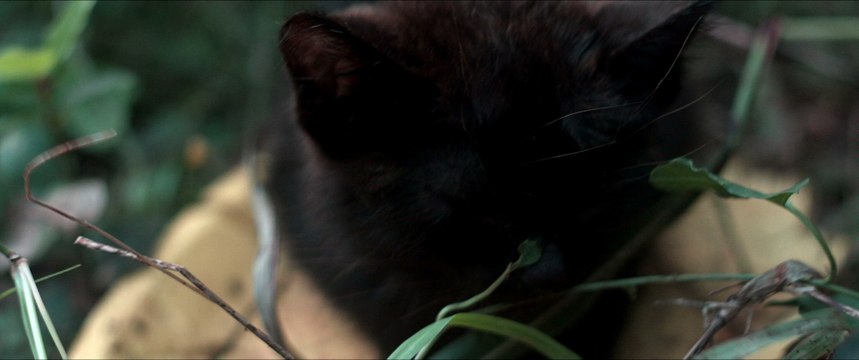 Kitty's Tiny Whiskers