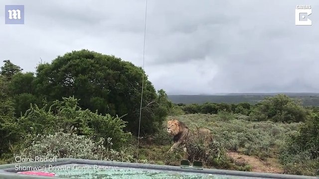 Aslanların, yavru zürafaya saldırısı sosyal medyada yürekleri burktu.