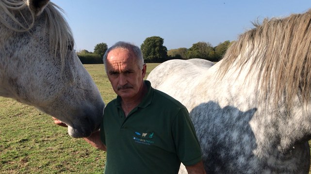 La fête du cheval Percheron dimanche au Mans
