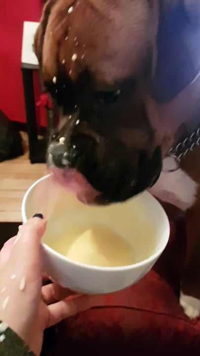 Dog's First Time Eating Custard