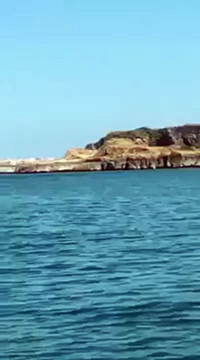Couple spot a sea horse swimming in the bay