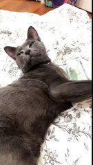 Cat doesn't want to give up its money