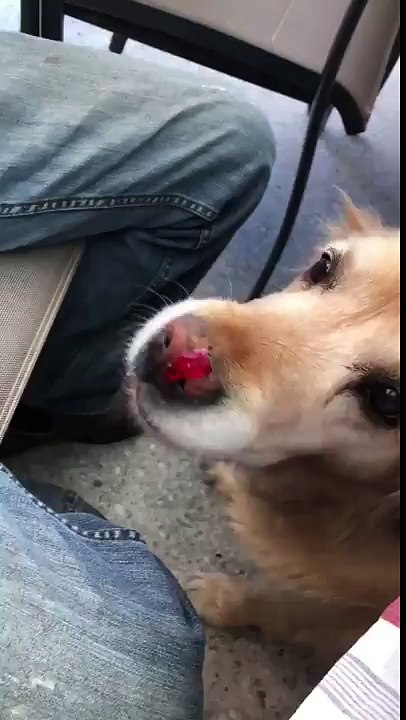 Dog tries to get jelly of its nose