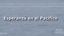 Nuevos avistamientos de vaquita marina reviven la esperanza de conservación