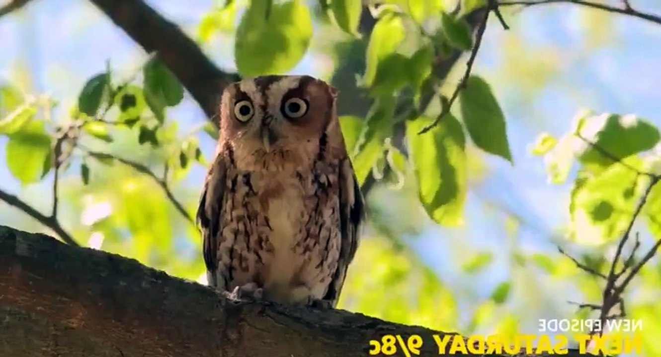 Bandit Patrol S03 - Ep04 Vicious Little Mink -. Part 02 HD Watch