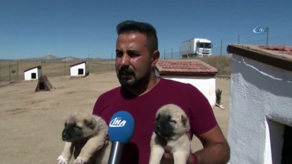 İtalyanlar ile Kangallar İçin İlk Anlaşma Sağlandı